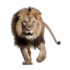 Obraz premium lion isolated on white background