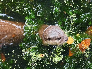 Otter swims in the water. Lutra lutra.