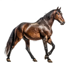 Obraz premium Cheval Trotteur Français, étalon pour les courses de trot en France avec transparence, sans background