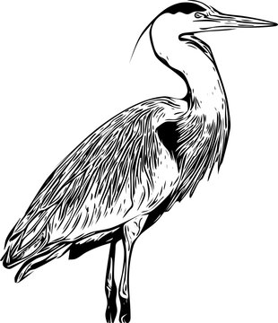 Detailed realistic Great Blue Heron sketch