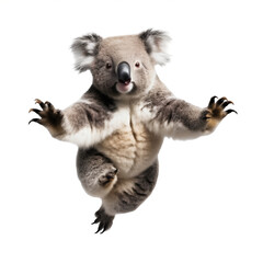 Koala avec transparence, sans background