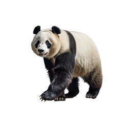 Obraz premium Panda avec transparence, sans background