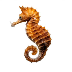 Obraz premium Hippocampe avec transparence, sans background