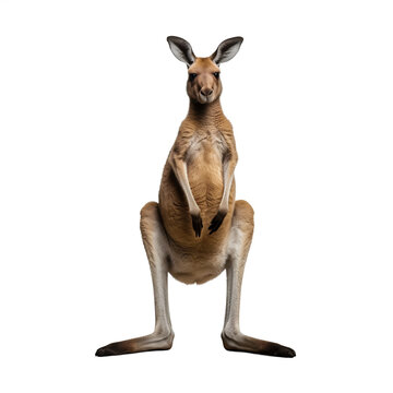 Kangourou avec transparence, sans background