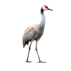 Fototapeta premium Grue cendrée (Common crane) avec transparence, sans background