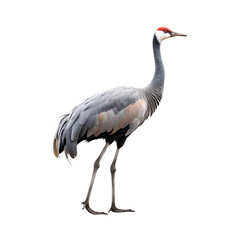 Grue cendrée (Common crane) avec transparence, sans background