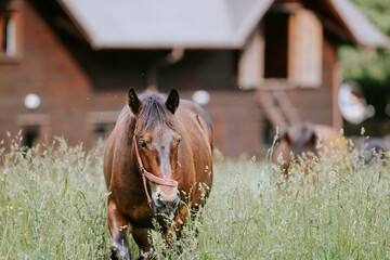 A majestic brown horse standing proudly in a vibrant green field majestic horse herd freedom