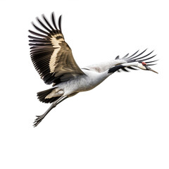 Fototapeta premium Grue cendrée (Grus grus) avec transparence, sans background