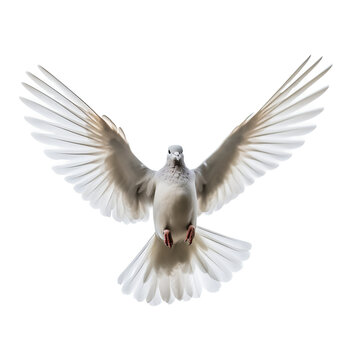 Tourterelle turque en vol (Streptopelia decaocto) avec transparence, sans background