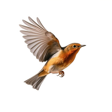 Rouge-gorge familier en vol (Erithacus rubecula) avec transparence, sans background