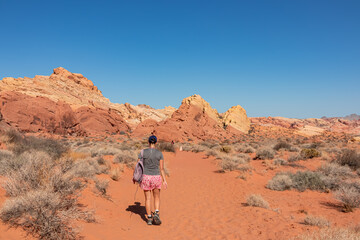 Woman hiking in Petroglyph Canyon on Mouse Tank trail in Valley of Fire State Park in Mojave desert, Nevada, USA. Scenic view of red Aztek sandstone rock formations. Hot temperature in arid vegetation