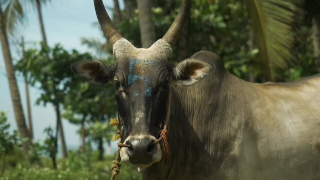 Holy Indian Cow looks at the camera. Video portrait of the sacred animal of India. 4k footage.