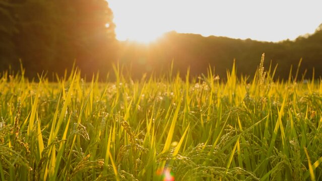 風に揺れる瑞々しい稲