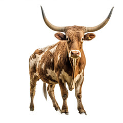 Vache Texas Longhorn avec transparence, sans background