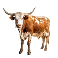 Vache Texas Longhorn avec transparence, sans background