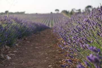 The lavender fields in Brihuega close to Madrid