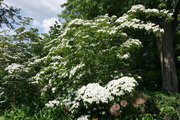Weiße Blüten am Baum im Japanischen Garten Planten un Blomen Hamburg