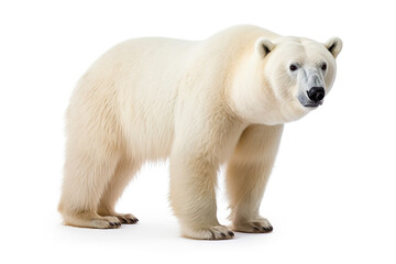 Fierce white bear isolated on white background