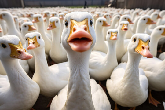 A group of gooses in animal husbandry