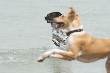 Two adults female dogs running and splashing through the water in the beach