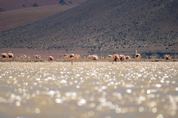 lagoon with flamingos and hills in the background, Uyuni Bolivia