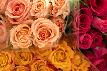 Rose flowers, red, orange, pink