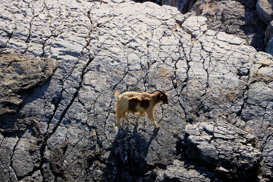 Bouc &agrave; Saria