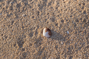 White textured shell on the sand top view