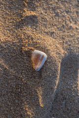 Spiral beautiful shell on the sand in the sunset sunlight