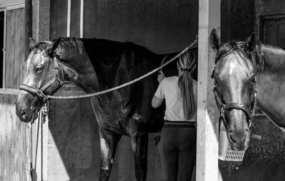 Profile of a racehorse inside its stable, wooden slats in the background, black and white photo.
