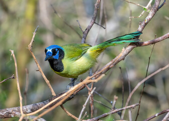 Green Jay Perched in a Texas Thicket