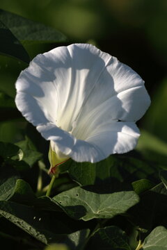 campanella