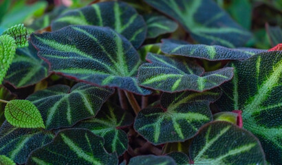Begonia Decora close-up