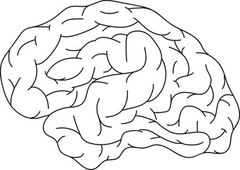 Human brain doodle. Concept of wisdom, clever, smart. Internal organ, anatomy.