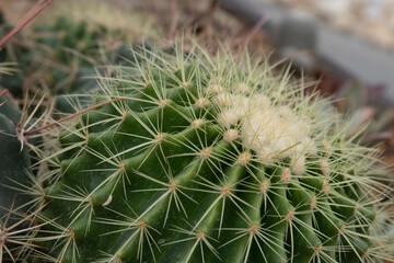 Close up Texture and Pattern of Cactus plant