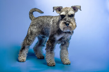 Miniature Schnauzer, 1 year old, standing in front of studio background.