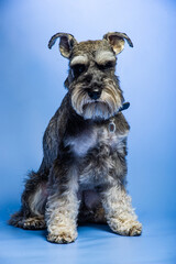 Miniature Schnauzer, 1 year old, standing in front of studio background.