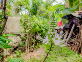 cat whiskers flowers, medicinal plants that are planted in the yard.