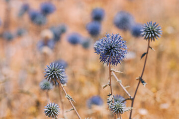 A prickly purple thistle in closeup, showcasing its spiky beauty. Summer's wild flower on a brown background.