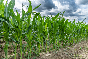 Green young corn growing in a field in Germany