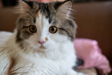 Close up of cute fluffy white cat