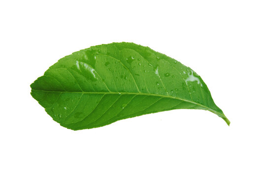 green lemon leaf with water drops