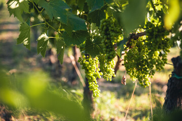 Vineyard with bunches of green grapes