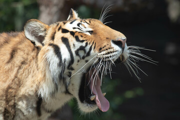 close up Siberian tiger on the yard