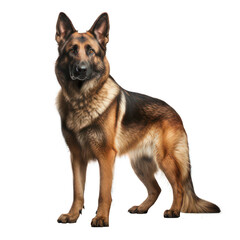 German shepherd isolated on white created with Generative AI