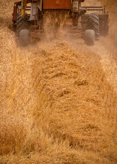 combine harvesting wheat