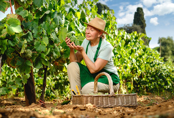 woman with bunch of grapes in grape plantation