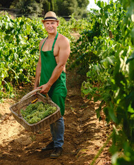 man with bunch of grapes in grape plantation winemaking