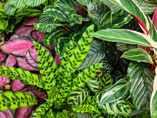 Mélange de plantes vertes tropicales en gros plan. Ambiance exotique avec motifs de calathéa, monstera, jungle urbaine pour illustrations, compositions digitales, décoration esthétique, fond d'écran © Oli_of_the_valley