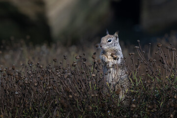 2023-08-16 A LONE SQUIRREL STANDING UP IN THE VEGETATION AT THE LA JOLLA COVE NEAR SAN DIEGO CALIFORNIA
